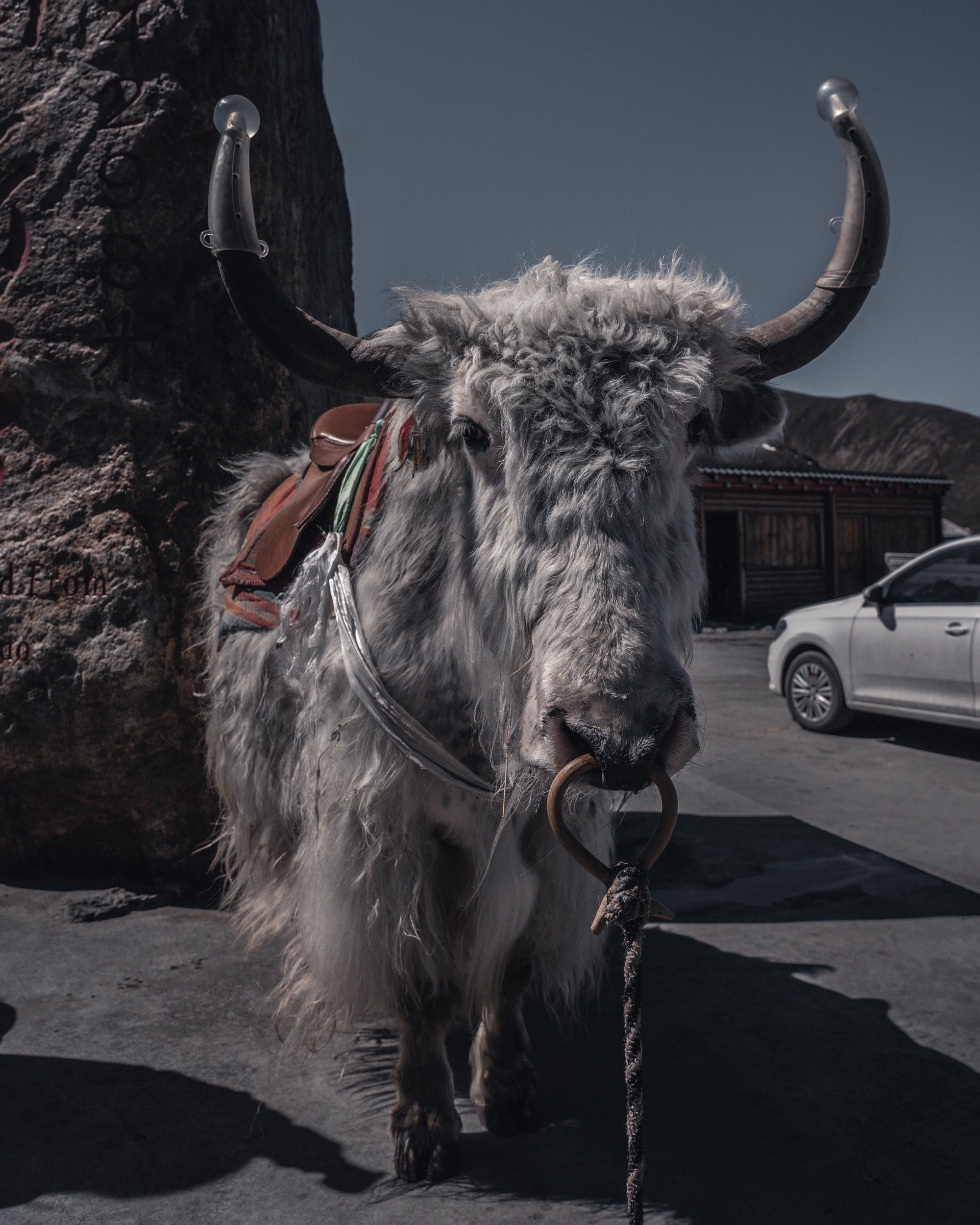 The Cow in Front of the Tower 塔前牛
